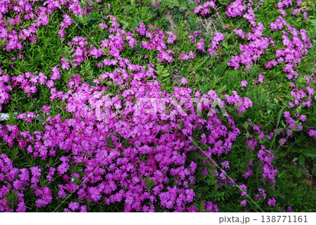 ピンク色の花を咲かせたシバサクラ 138771161