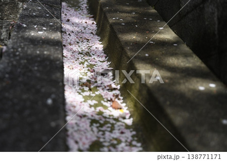 桜の溝 桜の溝 138771171