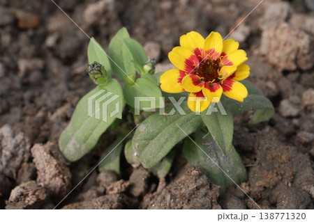 Zinnia angustifolia flower plant on nursery 138771320