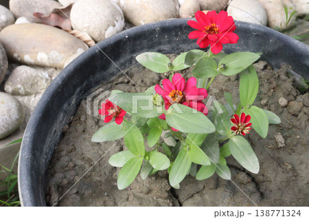 Zinnia angustifolia flower plant on nursery Zinnia angustifolia flower plant on nursery 138771324