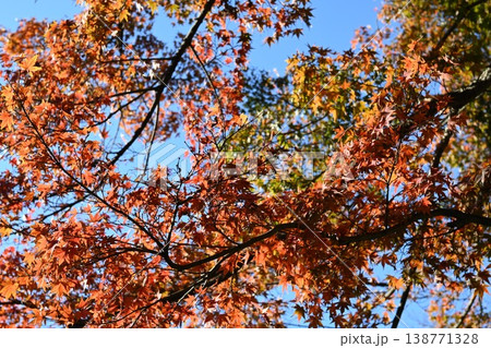 青空と紅葉したモミジ 青空と紅葉したモミジ 138771328
