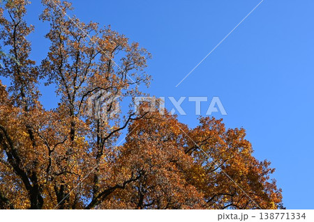 紅葉した樹木と青空 138771334