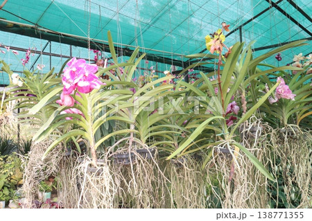 Vanda orchid flower plant on hanging pot in farm Vanda orchid flower plant on hanging pot in farm 138771355