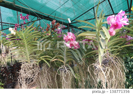 Vanda orchid flower plant on hanging pot in farm Vanda orchid flower plant on hanging pot in farm 138771356