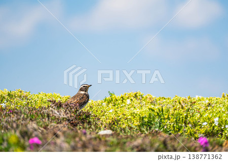 春の自然風景、花畑に現れた野鳥のツグミ 春の自然風景、花畑に現れた野鳥のツグミ 138771362