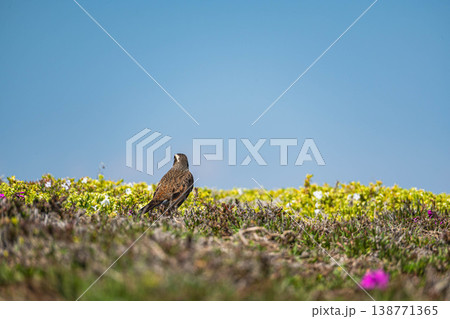 春の花咲く草原で佇むツグミ 138771365