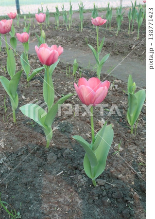 Tulip flower plant on field in farm for harvest 138771423