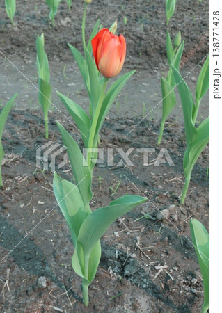 Tulip flower plant on field in farm for harvest 138771428