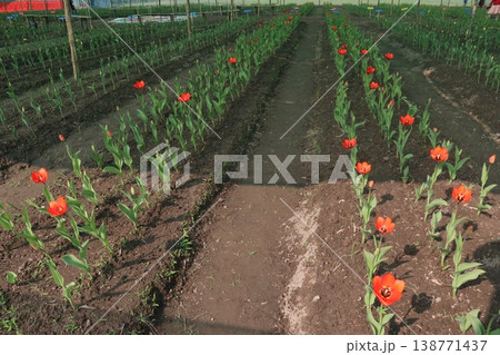Tulip flower plant on field in farm for harvest Tulip flower plant on field in farm for harvest 138771437