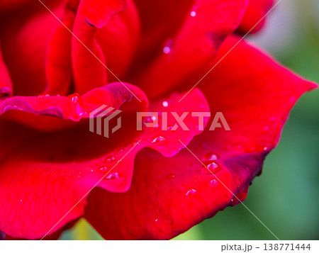 薔薇に雫 138771444