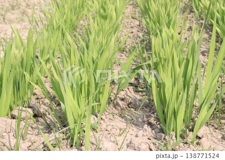 Tuberose flower plant on farm for harvest 138771524