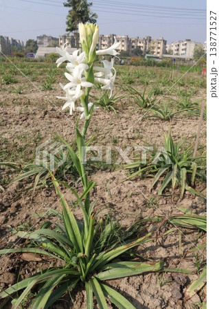 Tuberose flower plant on farm for harvest 138771527