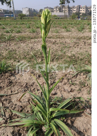 Tuberose flower plant on farm for harvest 138771529