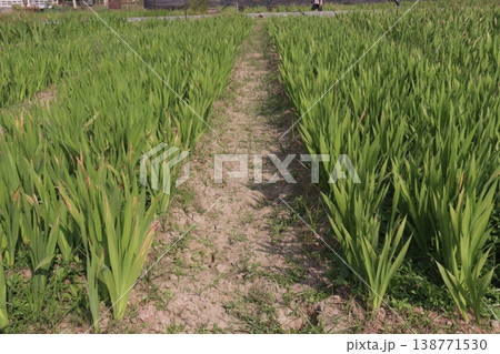 Tuberose flower plant on farm for harvest 138771530