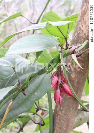 Thunbergia coccinea flower plant on nursery Thunbergia coccinea flower plant on nursery 138771536