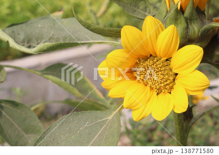 sunflower plant on farm for harvest 138771580