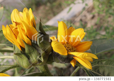 sunflower plant on farm for harvest 138771581