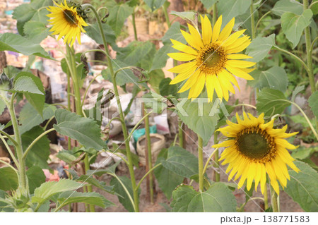 sunflower plant on farm for harvest 138771583