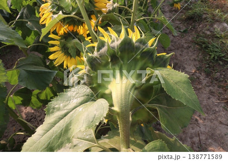 sunflower plant on farm for harvest sunflower plant on farm for harvest 138771589