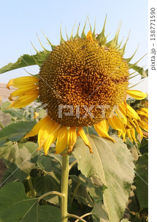 sunflower plant on farm for harvest sunflower plant on farm for harvest 138771590