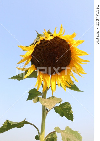 sunflower plant on farm for harvest 138771591