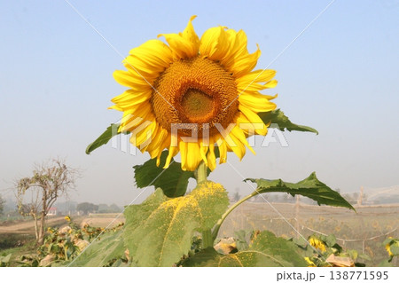 sunflower plant on farm for harvest sunflower plant on farm for harvest 138771595