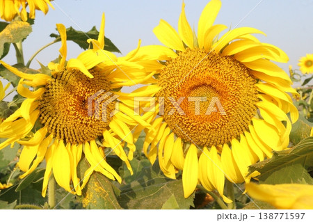 sunflower plant on farm for harvest 138771597