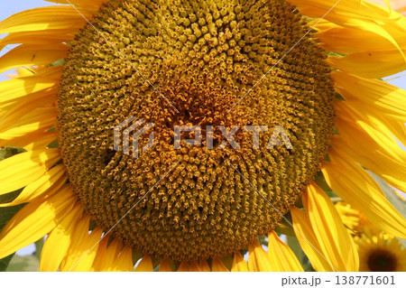 sunflower plant on farm for harvest sunflower plant on farm for harvest 138771601