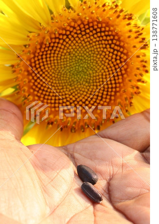sunflower plant on farm for harvest 138771608