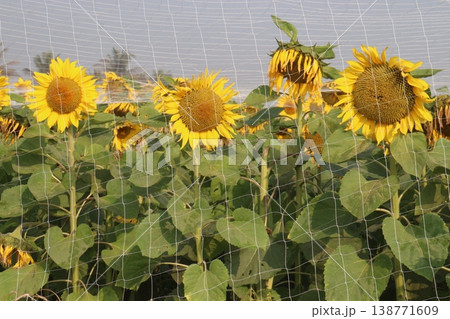 sunflower plant on farm for harvest 138771609