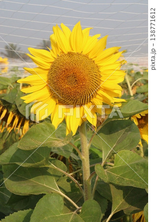 sunflower plant on farm for harvest sunflower plant on farm for harvest 138771612