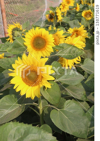 sunflower plant on farm for harvest sunflower plant on farm for harvest 138771619