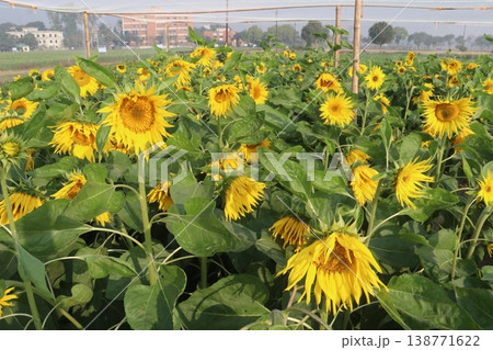 sunflower plant on farm for harvest sunflower plant on farm for harvest 138771622