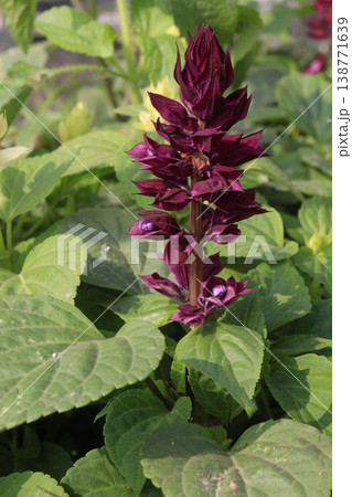 salvia splendens or Scarlet Sage flower plant on nursery salvia splendens or Scarlet Sage flower plant on nursery 138771639