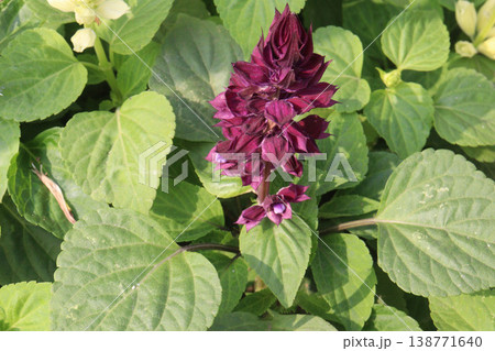 salvia splendens or Scarlet Sage flower plant on nursery salvia splendens or Scarlet Sage flower plant on nursery 138771640