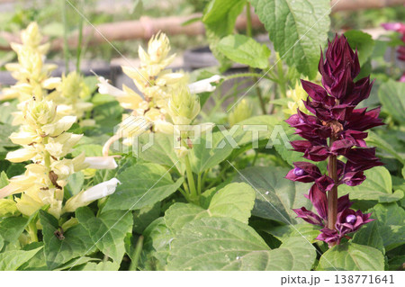 salvia splendens or Scarlet Sage flower plant on nursery salvia splendens or Scarlet Sage flower plant on nursery 138771641