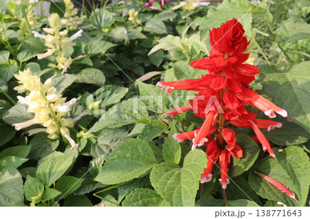 salvia splendens or Scarlet Sage flower plant on nursery salvia splendens or Scarlet Sage flower plant on nursery 138771643
