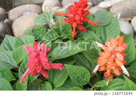 salvia splendens or Scarlet Sage flower plant on nursery salvia splendens or Scarlet Sage flower plant on nursery 138771644