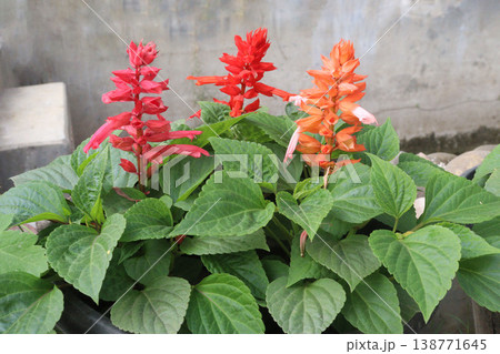 salvia splendens or Scarlet Sage flower plant on nursery salvia splendens or Scarlet Sage flower plant on nursery 138771645