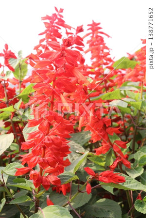 salvia splendens or Scarlet Sage flower plant on nursery 138771652