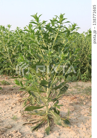 Safflower, false saffron flower plant on farm for harvest are cash crops 138771685