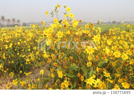 Safflower, false saffron flower plant on farm for harvest are cash crops Safflower, false saffron flower plant on farm for harvest are cash crops 138771695
