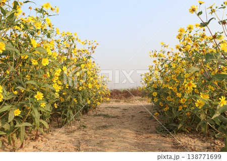 Safflower, false saffron flower plant on farm for harvest are cash crops Safflower, false saffron flower plant on farm for harvest are cash crops 138771699