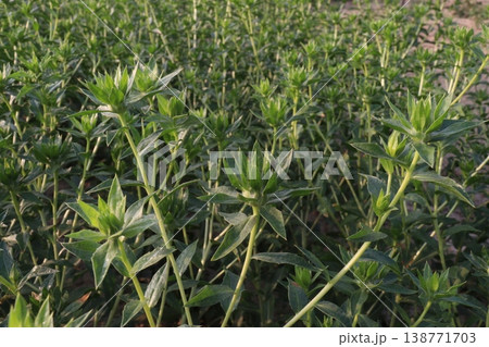 Safflower, false saffron flower plant on farm for harvest are cash crops 138771703