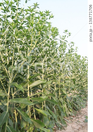Safflower, false saffron flower plant on farm for harvest are cash crops Safflower, false saffron flower plant on farm for harvest are cash crops 138771706