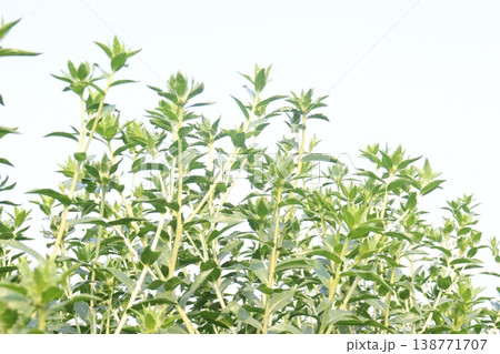 Safflower, false saffron flower plant on farm for harvest are cash crops Safflower, false saffron flower plant on farm for harvest are cash crops 138771707