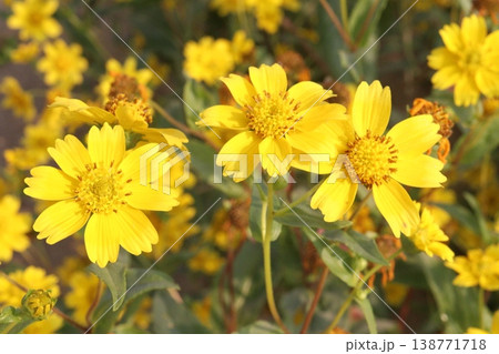 Safflower, false saffron flower plant on farm for harvest are cash crops Safflower, false saffron flower plant on farm for harvest are cash crops 138771718