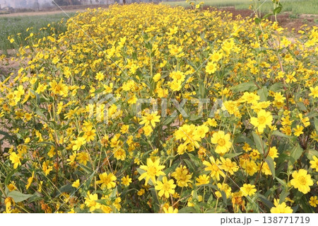 Safflower, false saffron flower plant on farm for harvest are cash crops Safflower, false saffron flower plant on farm for harvest are cash crops 138771719