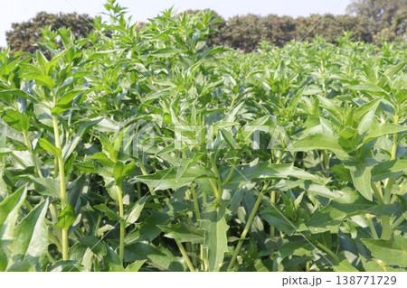 Safflower, false saffron flower plant on farm for harvest are cash crops 138771729