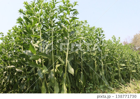 Safflower, false saffron flower plant on farm for harvest are cash crops 138771730